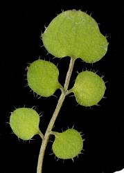 Cardamine heleniae. Leaflets with hairs on margin.
 Image: P.B. Heenan © Landcare Research 2019 CC BY 3.0 NZ